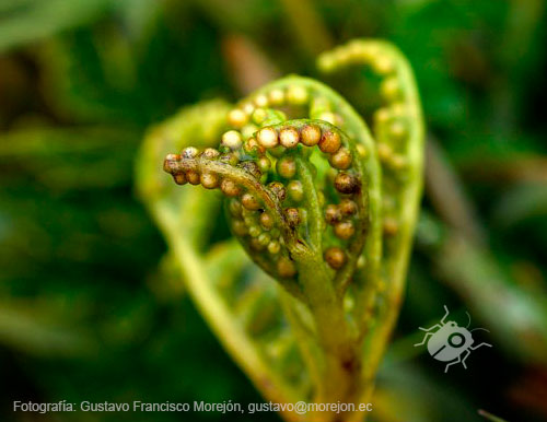 Gustavo Morejón: Fotografías en la categoría Fotografías de la Flora de la provincia del Azuay, en Ecuador.