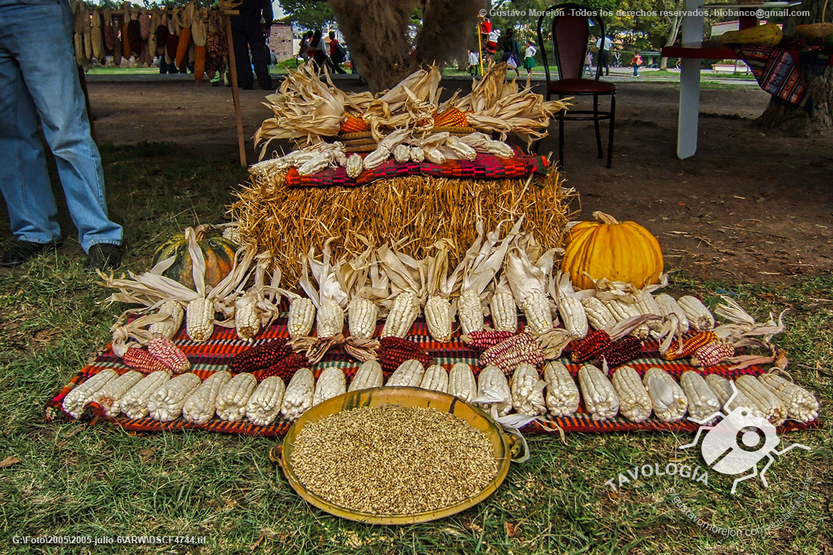 Festival del Maiz