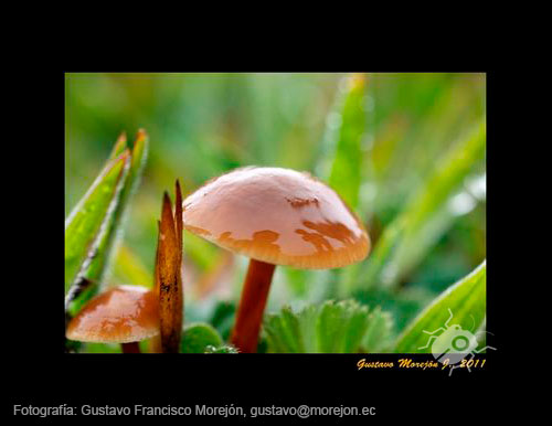 Gustavo Morejón: Fotografías en la categoría Hongos, líquenes, musgos y afines.