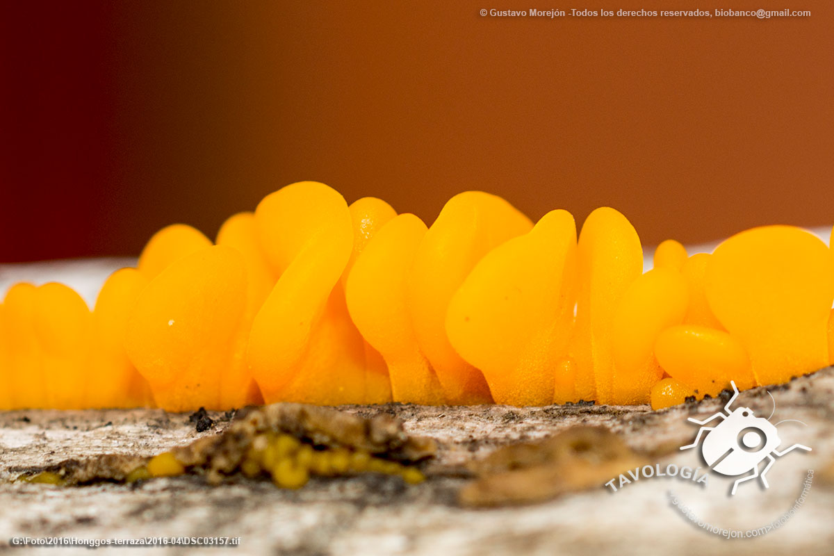 Hongo Gelatina Naranja