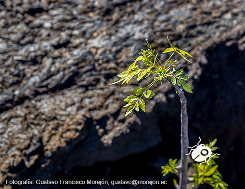 Gustavo Morejón: Fotografías en la categoría Fotografías de Punta Moreno en las Islas Galápagos.