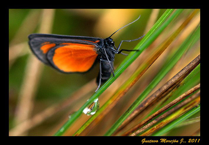 Mariposa no identificada