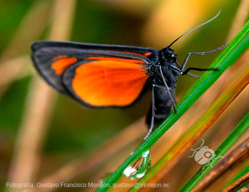 Gustavo Morejón: Fotografías en la categoría Mariposas, polillas y afines.