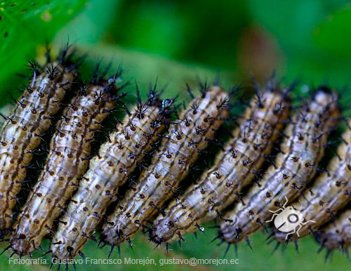 Gustavo Morejón: Fotografías en la categoría Mariposas, polillas y afines.