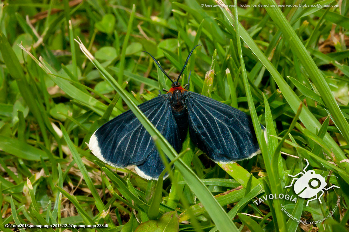 Polilla Negra de Puntas Blancas