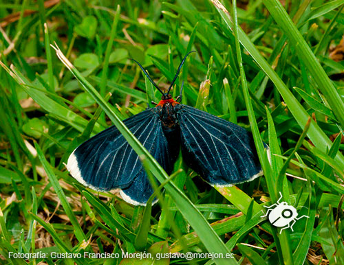 Gustavo Morejón: Fotografías en la categoría Mariposas, polillas y afines.