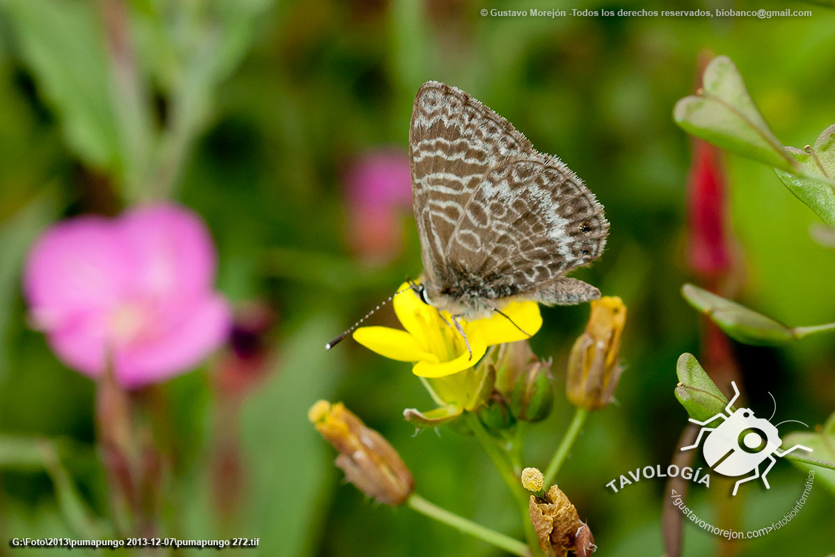 Mariposas Azules