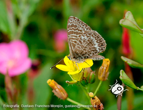 Gustavo Morejón: Fotografías en la categoría Mariposas, polillas y afines.