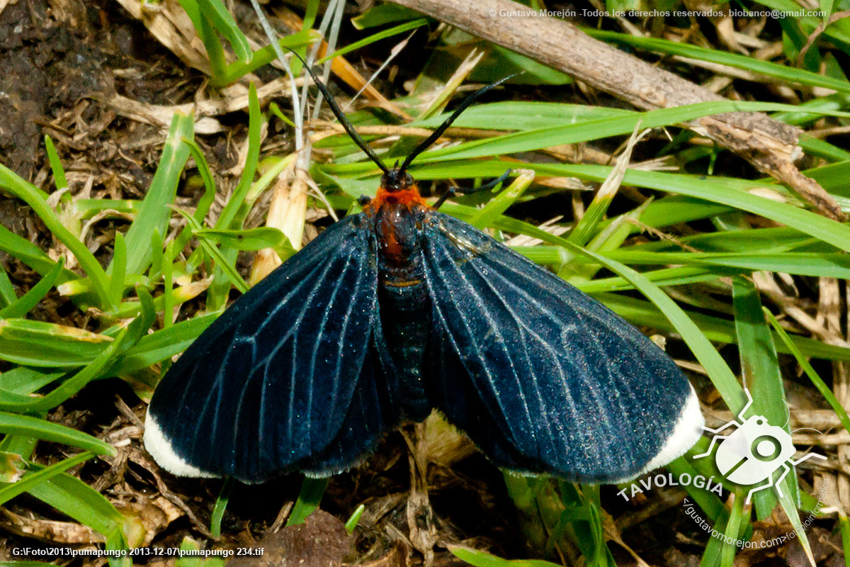 Polilla Negra de Puntas Blancas