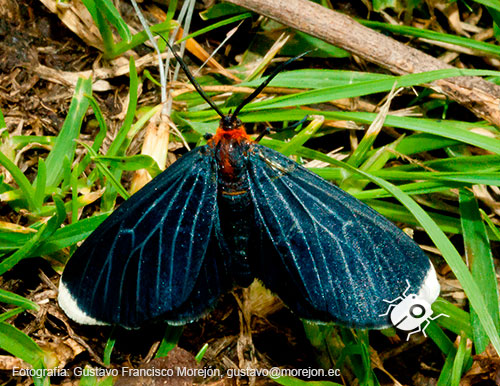 Polilla Negra de Puntas Blancas