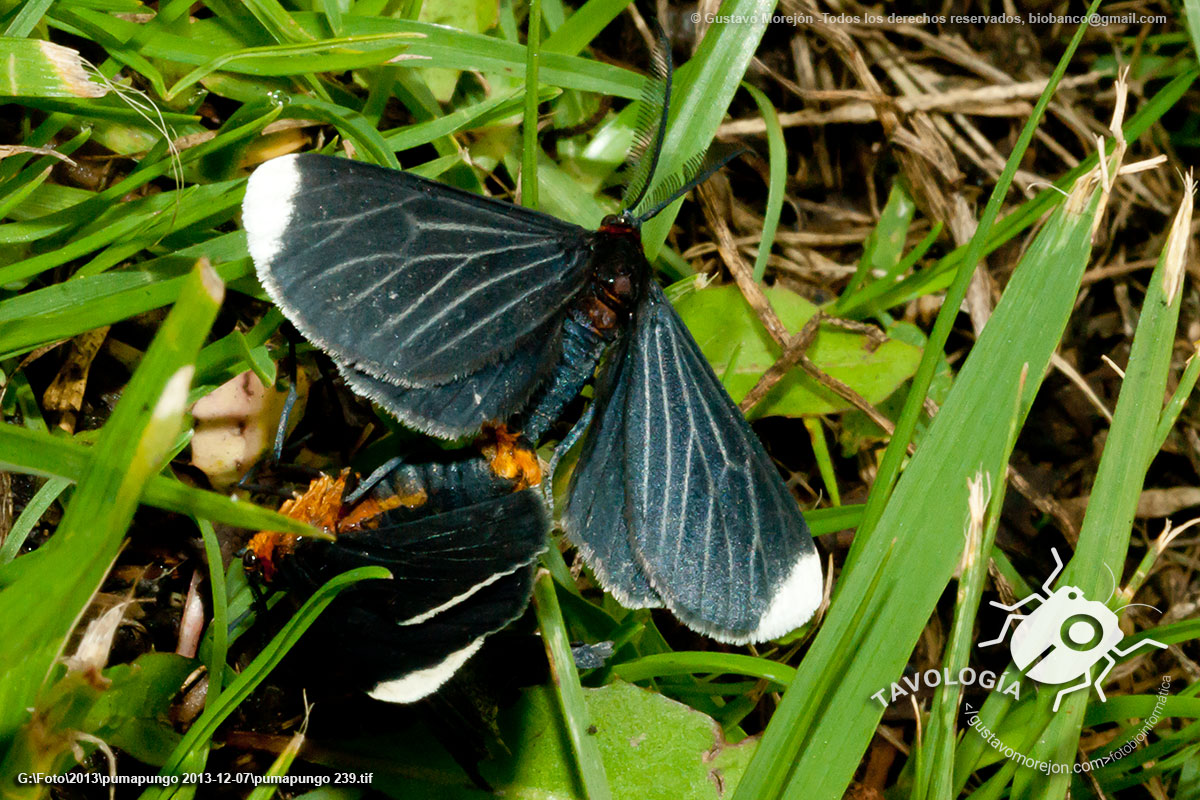 Polilla Negra de Puntas Blancas (Apareo)