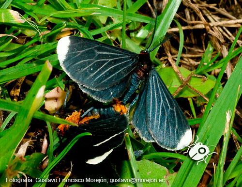 Polilla Negra de Puntas Blancas (Apareo)