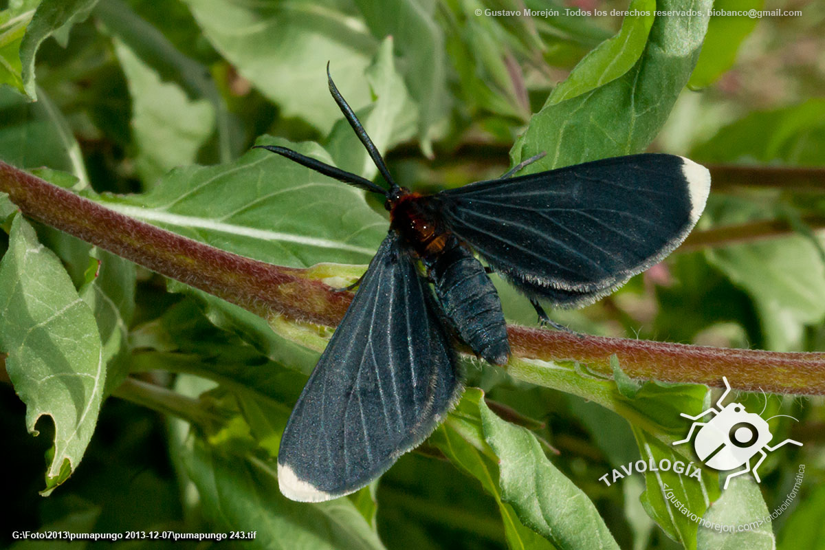 Polilla Negra de Puntas Blancas