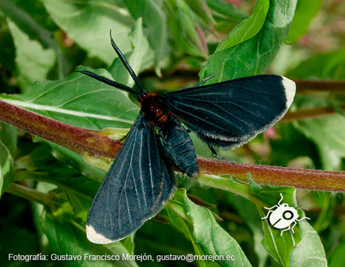 Gustavo Morejón: Fotografías en la categoría Mariposas, polillas y afines.