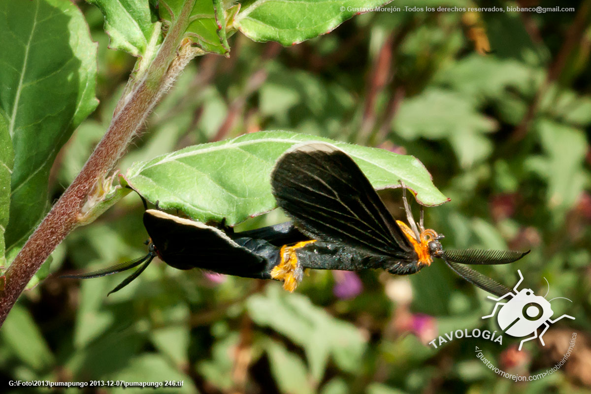 Polilla Negra de Puntas Blancas (Apareo)