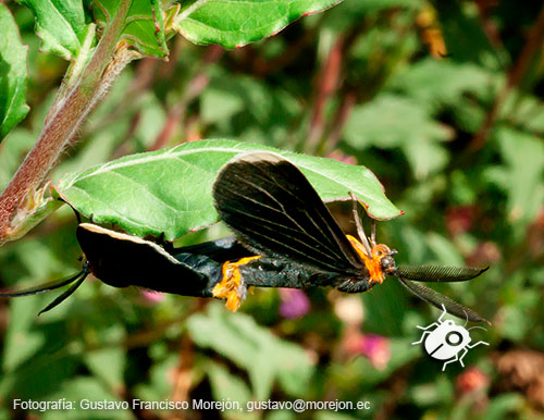 Polilla Negra de Puntas Blancas (Apareo)