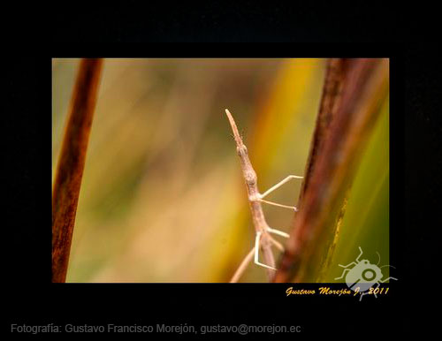 Gustavo Morejón: Fotografías en la categoría Saltamontes, grillos y afines