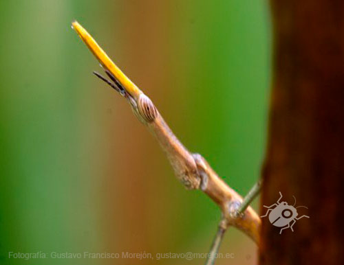 Gustavo Morejón: Fotografías en la categoría Saltamontes, grillos y afines