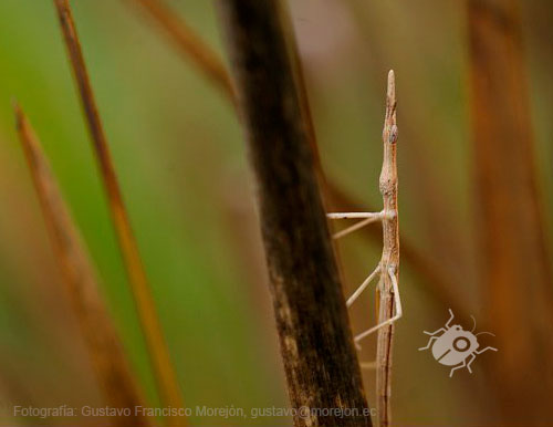 Gustavo Morejón: Fotografías en la categoría Saltamontes, grillos y afines