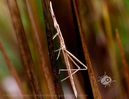 Gustavo Morejón: Fotografías en la categoría Saltamontes, grillos y afines