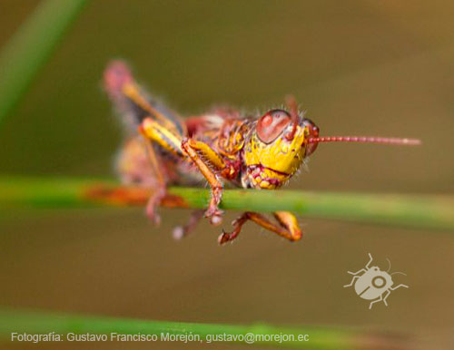 Gustavo Morejón: Fotografías en la categoría Saltamontes, grillos y afines