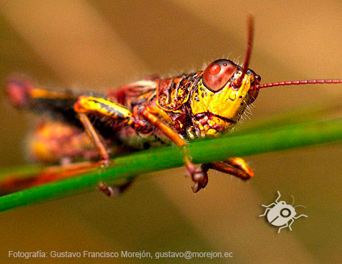 Gustavo Morejón: Fotografías en la categoría Saltamontes, grillos y afines