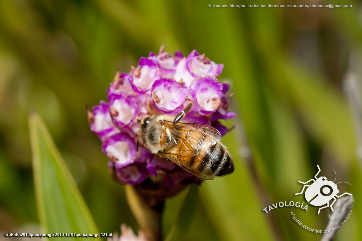 Abeja mielera europea