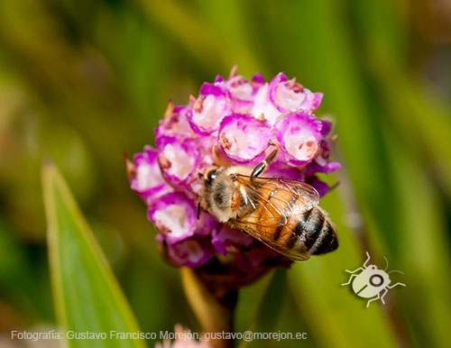 Gustavo Morejón: Fotografías en la categoría Abejas, avispas, hormigas y afines